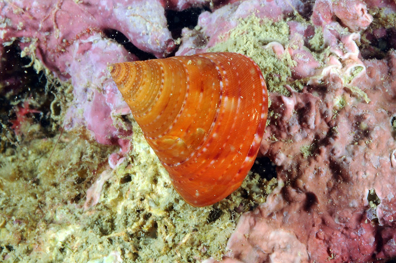 Calliostoma conulus